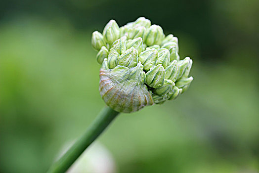 芽,黑色,蒜,花,洋葱,葱属植物,北莱茵威斯特伐利亚,德国,欧洲