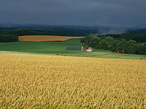 大麦,黄色,山