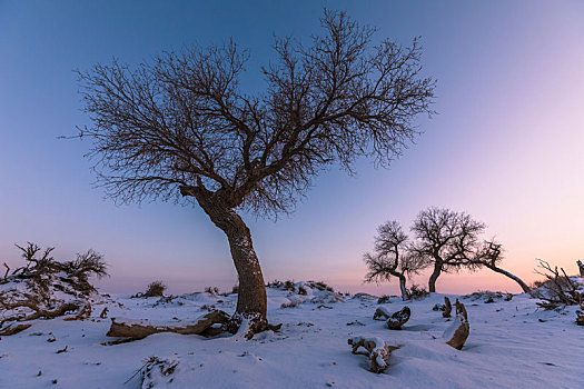 胡杨,怪树林,雪