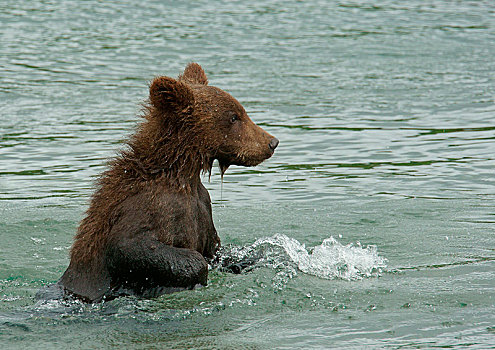 棕熊,幼小,玩,水中,湖,堪察加半岛,俄罗斯,欧洲