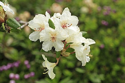 杜鹃花属植物,山