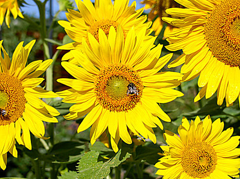 大黄蜂,花粉,向日葵