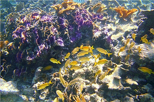 珊瑚,加勒比,礁石,马雅里维拉,咕噜声,鱼