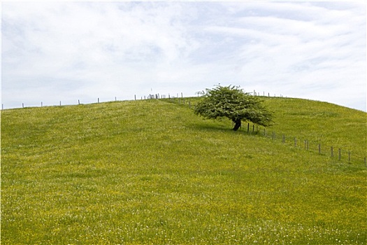 孤树,草地,春天