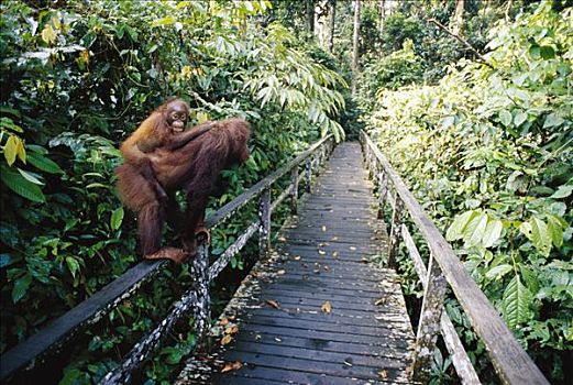 猩猩,婆罗洲,马来西亚