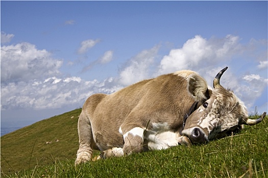 瑞士,母牛,休息