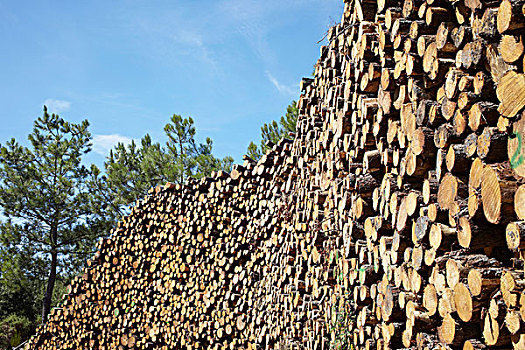 一堆木材,阿基坦,法国