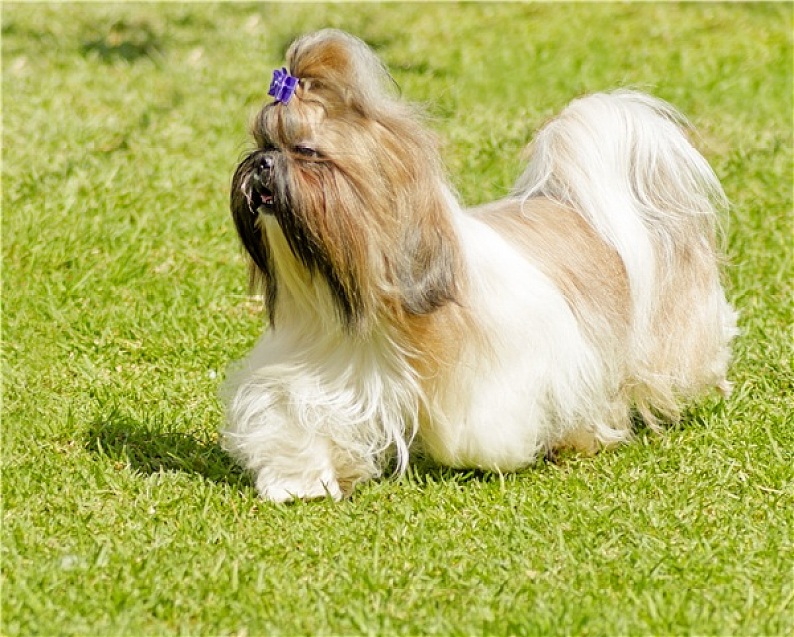 西施犬图片 西施犬图片大全 西施犬背景图片 天空素材站