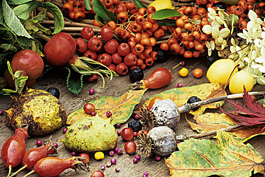 秋天,静物,浆果,叶子,种子,头部