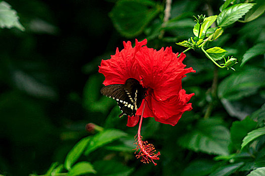 蝴蝶,木槿,达卡,孟加拉,六月,2008年