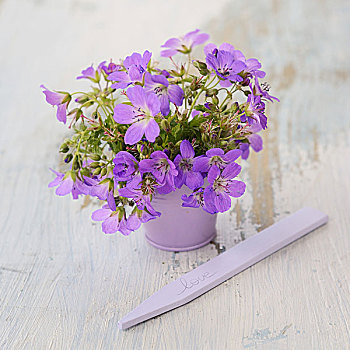 紫色,春花,相配,花瓶