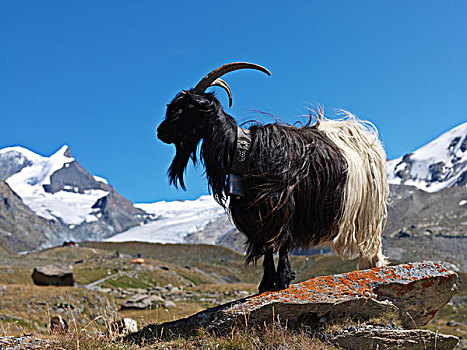 石山羊,雪羊,站立,石头,山脉,背景,山,马塔角,策马特峰,瓦萊邦,瑞士
