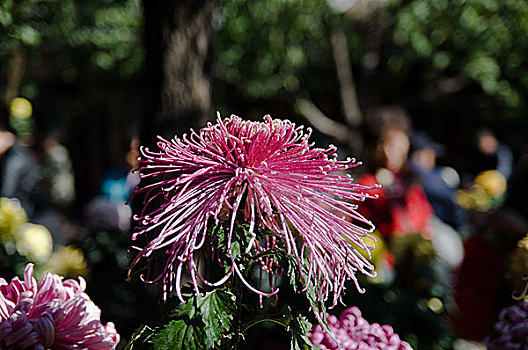 菊花