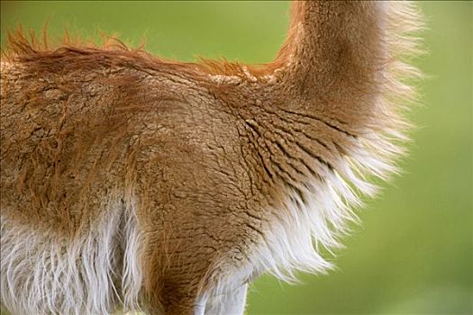 原驼,颈部,长,毛皮,托雷德裴恩国家公园,智利