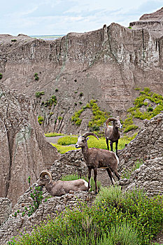 大角羊,荒地国家公园,南达科他,美国