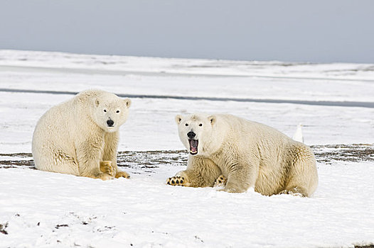 女性,北极熊,幼兽,休息,冰冻,向上,区域,北极圈,国家野生动植物保护区,阿拉斯加