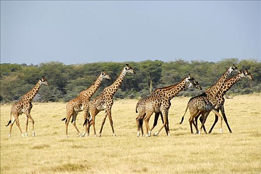 许多,长颈鹿,驰骋,大草原,国家公园,坦桑尼亚