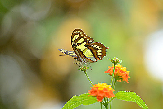 孔雀蝴蝶,橙花