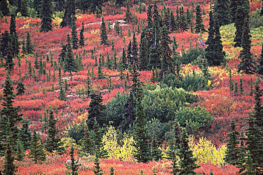 苔原,德纳里峰国家公园,夏末,壮观,红色