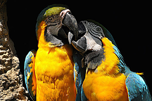 两个,金刚鹦鹉,黄蓝金刚鹦鹉,伊瓜苏,巴西,南美