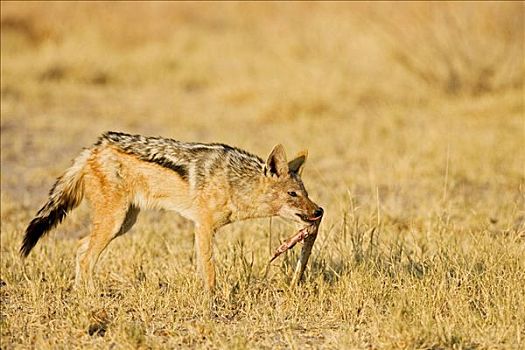 黑背狐狼,黑背豺,腿,跳羚,马卡迪卡迪盐沼,国家公园,博茨瓦纳,非洲