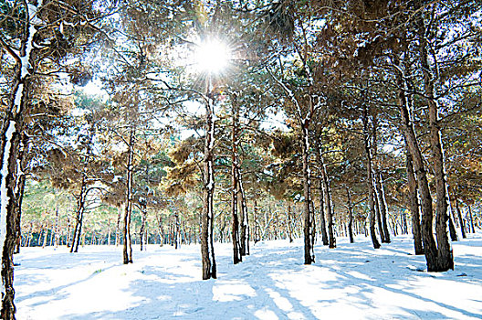 树林,鲜明,晴朗,冬天,白天