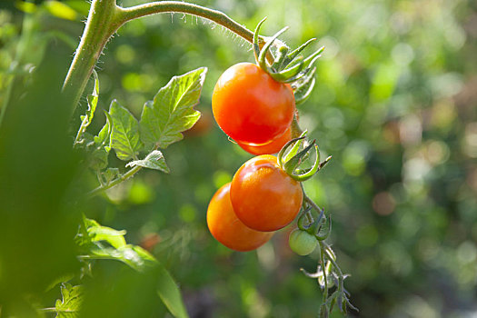 农园中的有机小西红柿