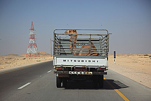 骆驼,幼兽,运输,卡车,沙漠公路,区域,阿曼,阿拉伯半岛,中东,亚洲