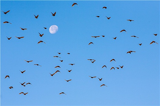 鸟群,飞,月亮