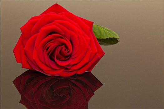 隔绝,漂亮,一个,红玫瑰,深色背景