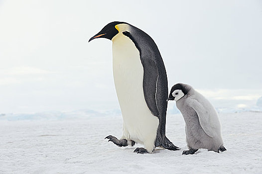 帝企鹅,成年,幼禽,雪丘岛,南极半岛