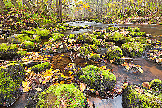 河,石头,秋日树林