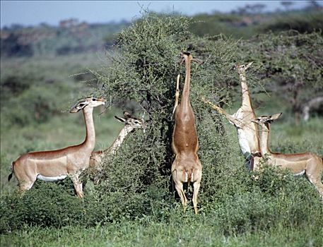 非洲瞪羚,名字,语言文字,寓意,进食,萨布鲁国家公园,北方,肯尼亚,罐,风景,枝条,脚,高,站立