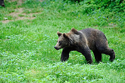 年轻的,欧亚,棕色的熊,熊棕熊棕熊,在巴伐利亚森林,德国