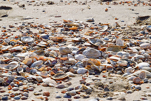 壳,海洋,海滩,沙子,沿岸