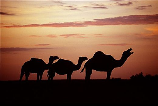 骆驼,日落,部落,游牧,游牧部落,生活方式,牧群,山羊,边缘