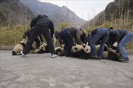 大熊猫,幼兽,照片,一起,卧龙自然保护区,中国,次序