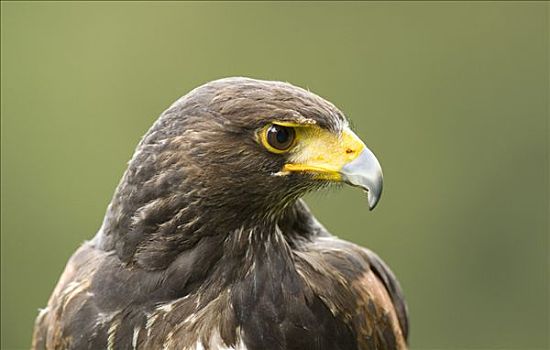 老鹰,栗翅鹰,野生动植物园,莱茵兰普法尔茨州,德国,欧洲
