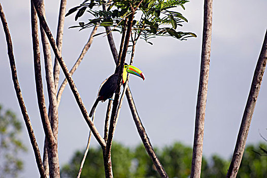 巨嘴鸟,泻湖,住宿,阿拉胡埃拉,哥斯达黎加,中美洲