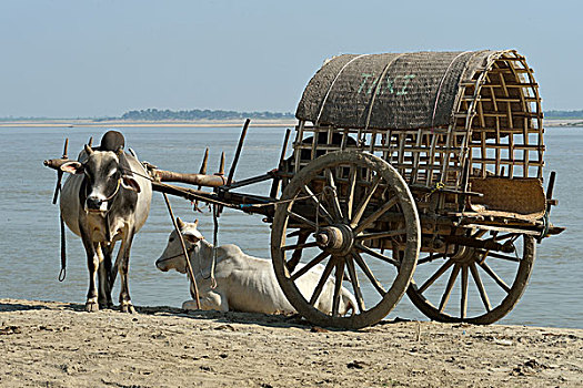 农民,牛,手推车,明宫,曼德勒,缅甸,亚洲