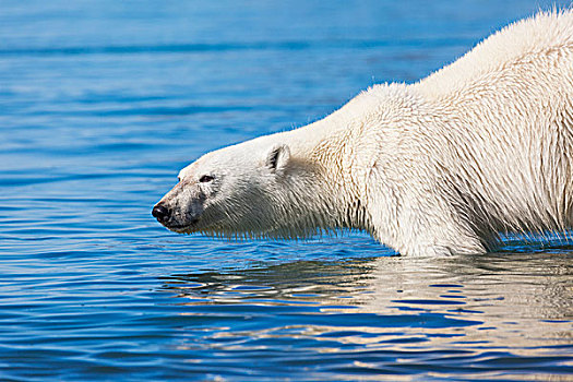 北极熊,北极圈,水,斯瓦尔巴特群岛,挪威