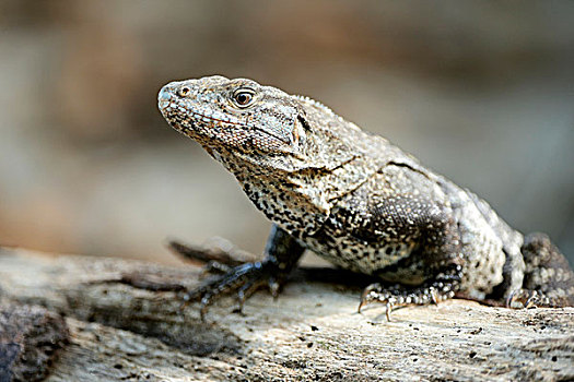 黑色,鬣蜥蜴,曼纽尔安东尼奥国家公园,哥斯达黎加,中美洲