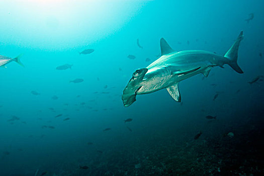 厄瓜多尔,加拉帕戈斯群岛,国家公园,圆齿状,槌头双髻鲨,路氏双髻鲨