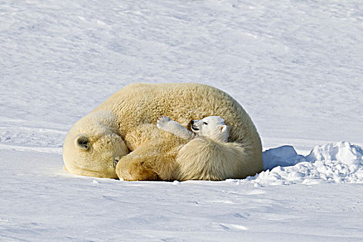 北极熊,睡觉,瓦普斯克国家公园,曼尼托巴,加拿大