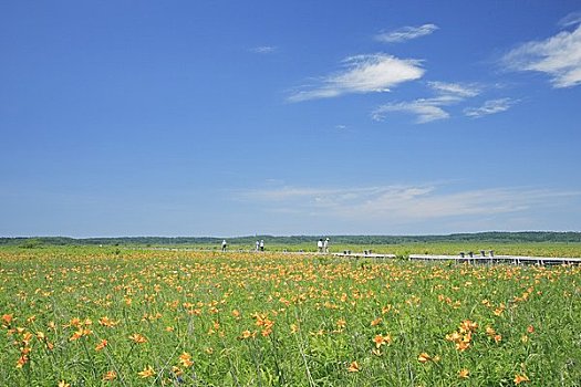 沼泽,萱草属植物,木质,道路,游客