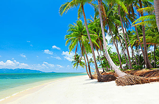 热带沙滩,椰树,树,苏梅岛,泰国