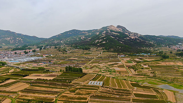 山东省日照市,万亩茶园染绿乡村大地,茶产业助农民致富