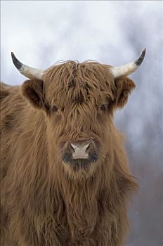 家牛,高地,科迪亚克岛,阿拉斯加