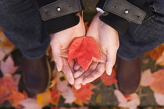 女人,拿着,秋叶