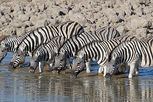 牧群,斑马,马,成年,两个,小动物,站在水中,喝,水坑,埃托沙国家公园,纳米比亚,非洲